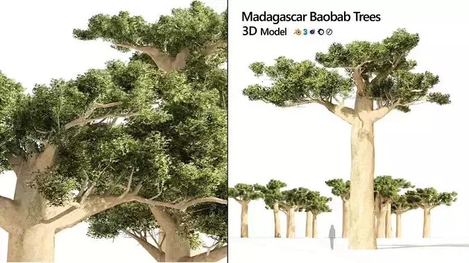 Madagascar Baobab Set Trees Low-poly 3D model