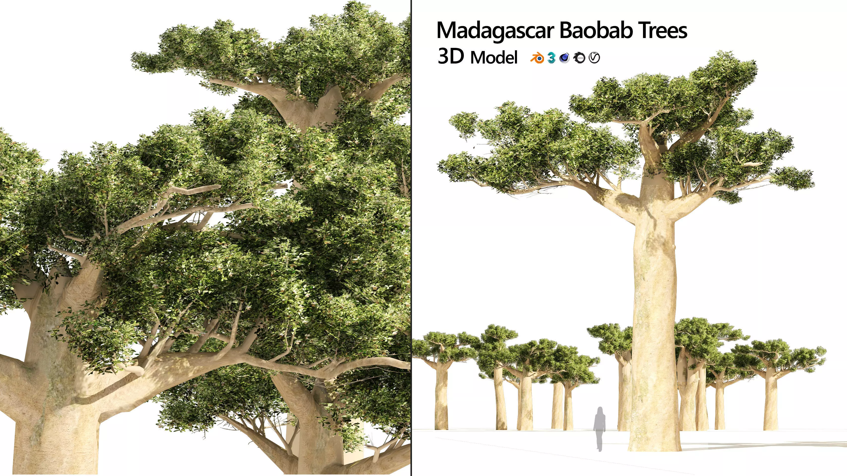 Madagascar Baobab Set Trees Low-poly 3D model_0