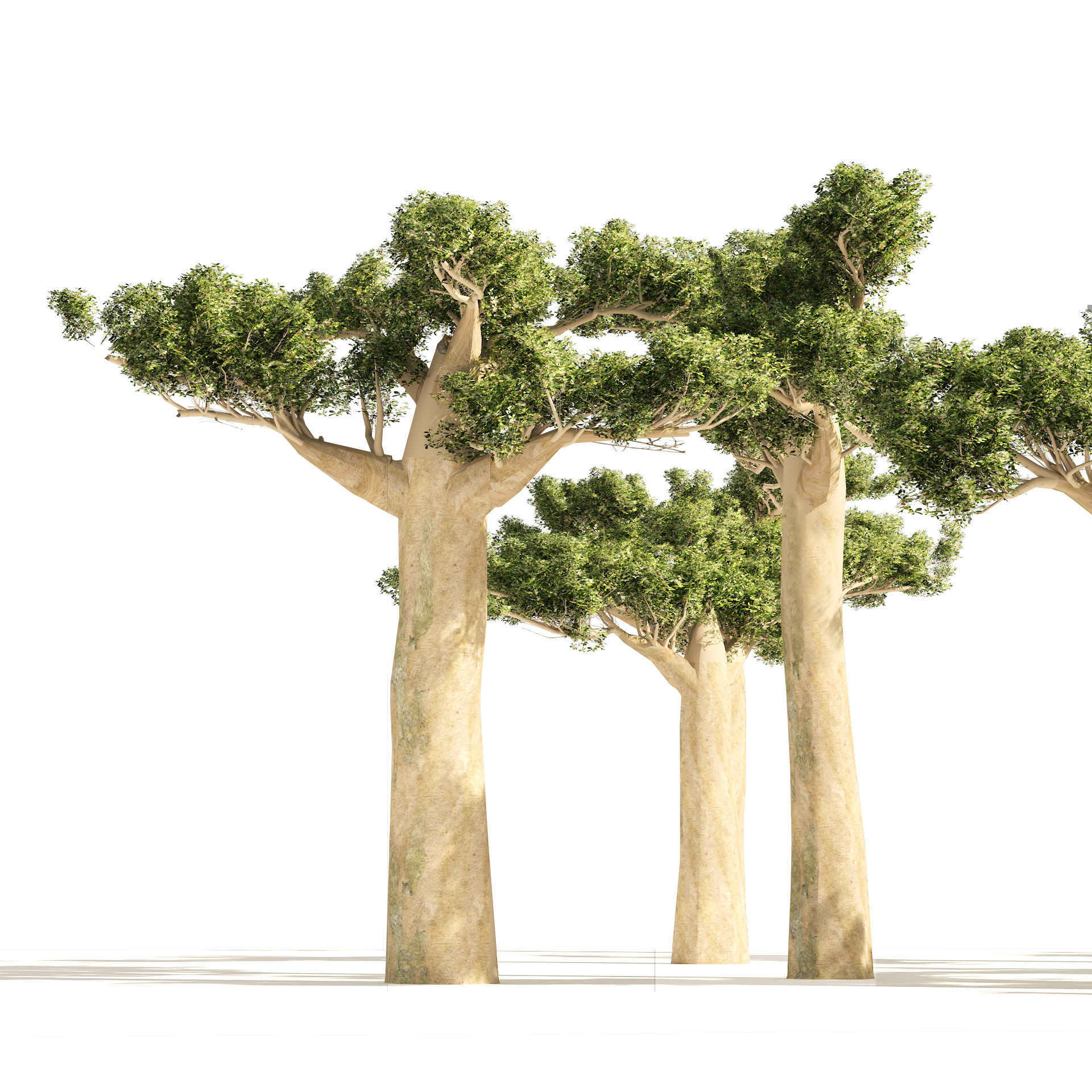 Madagascar Baobab Set Trees Low-poly 3D model_4