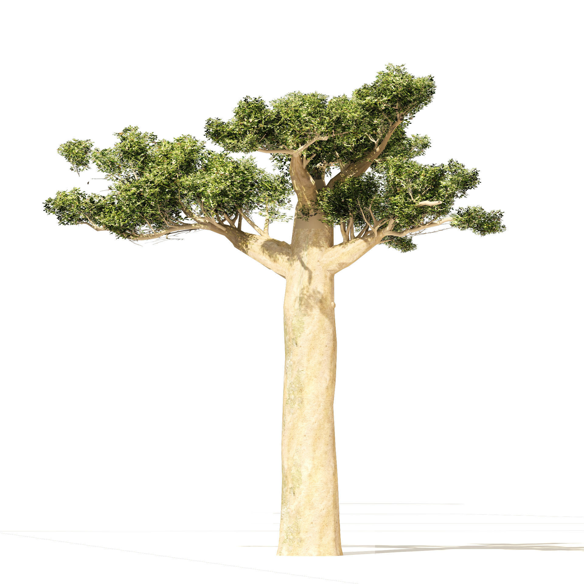 Madagascar Baobab Set Trees Low-poly 3D model_2