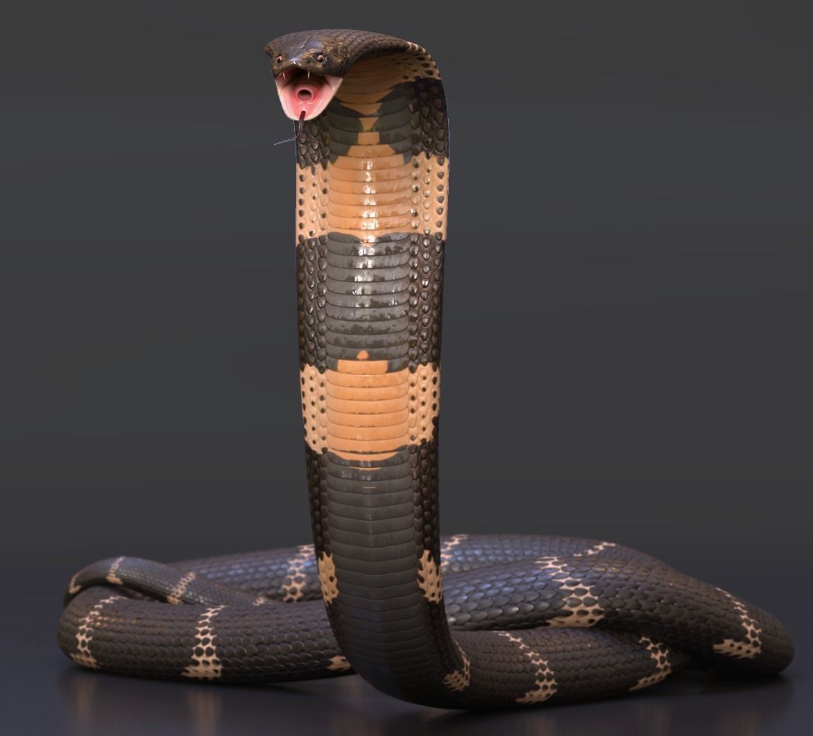 King Cobra Rig Realistic Low-poly 3D model_2