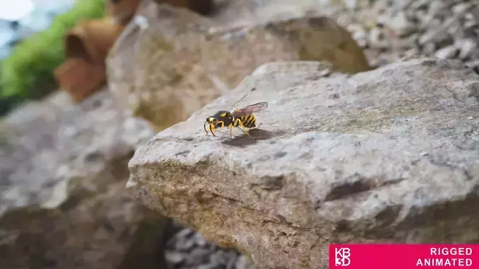 Wasp Rigged 3D model