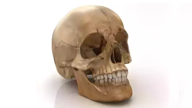 Realistic human skull 3D model