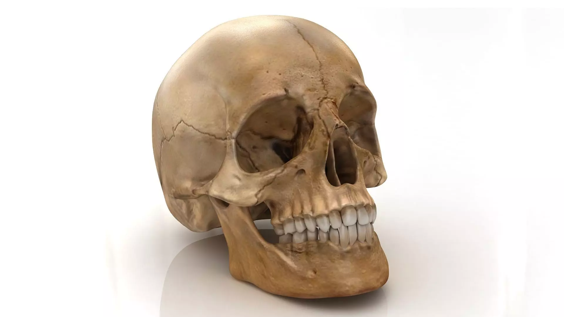 Realistic human skull 3D model_0