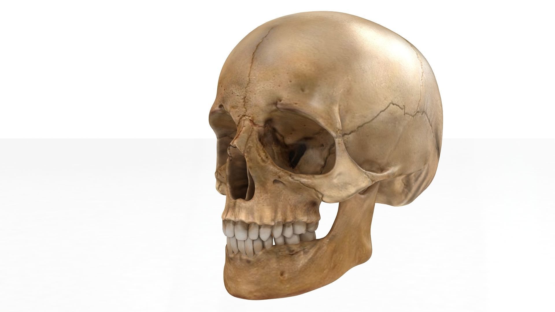 Realistic human skull 3D model_4