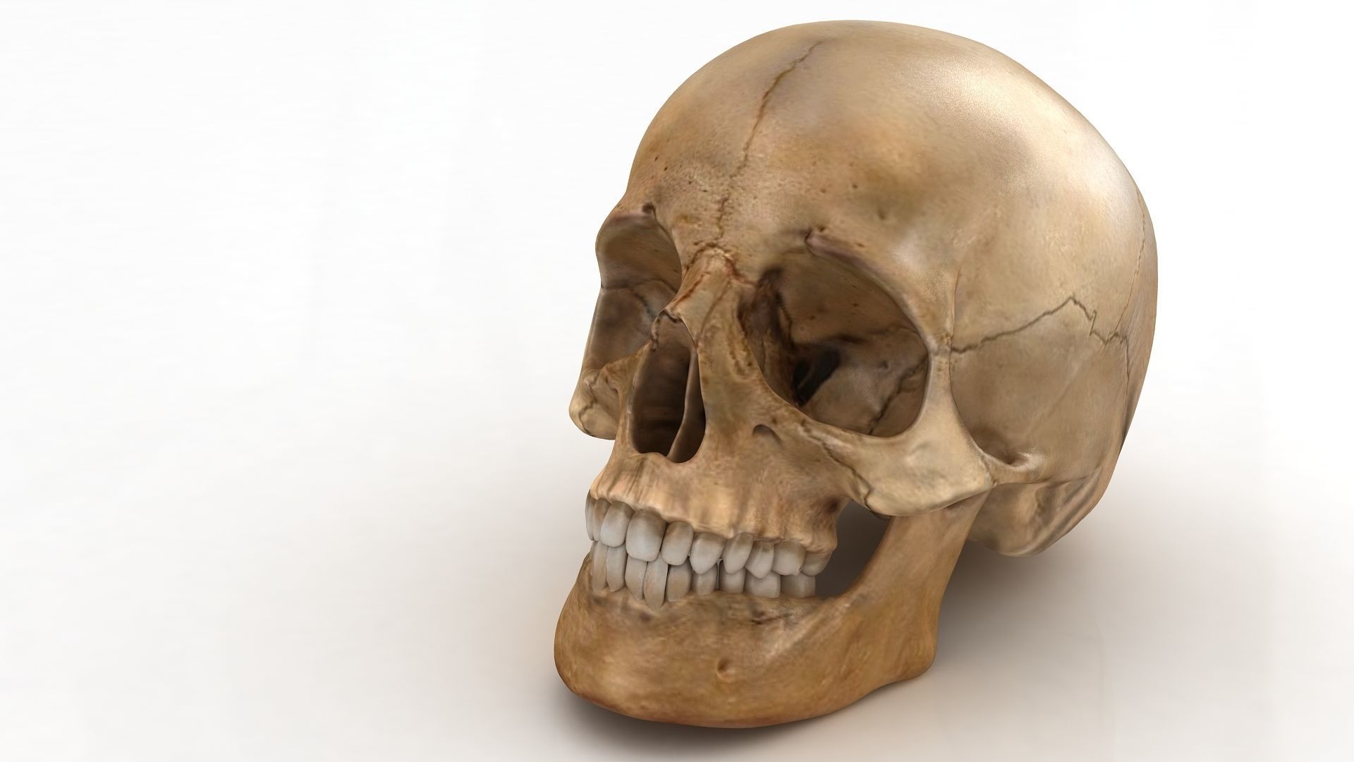 Realistic human skull 3D model_1