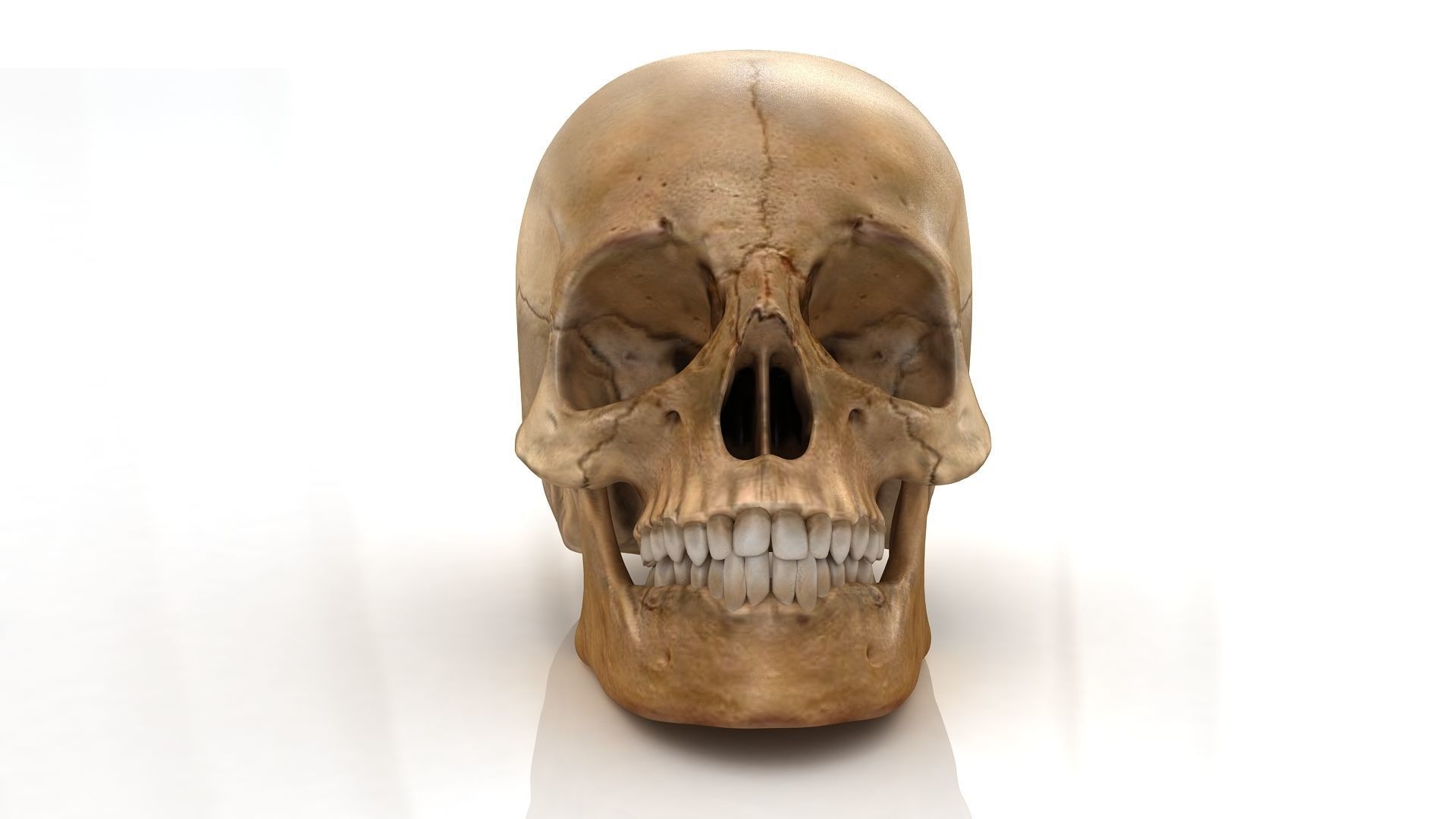 Realistic human skull 3D model_3