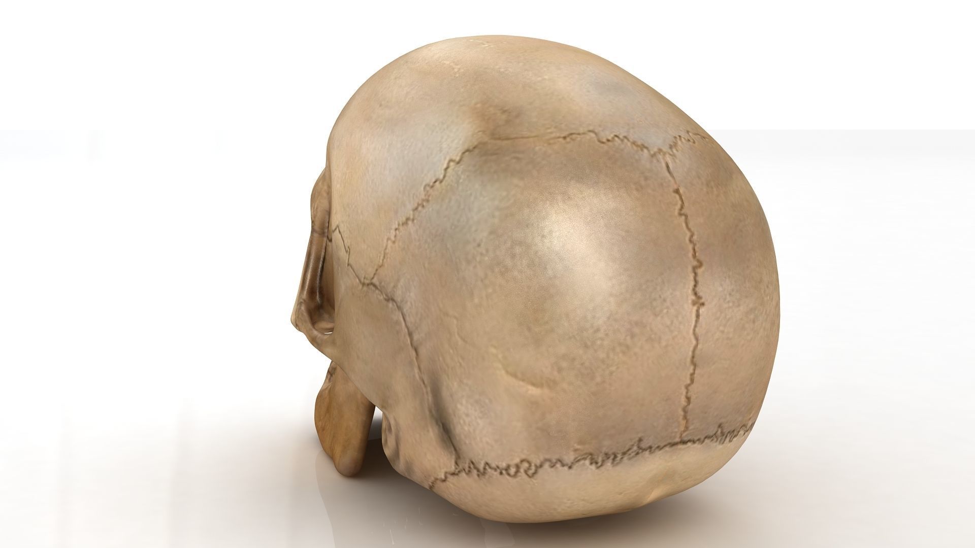 Realistic human skull 3D model_2