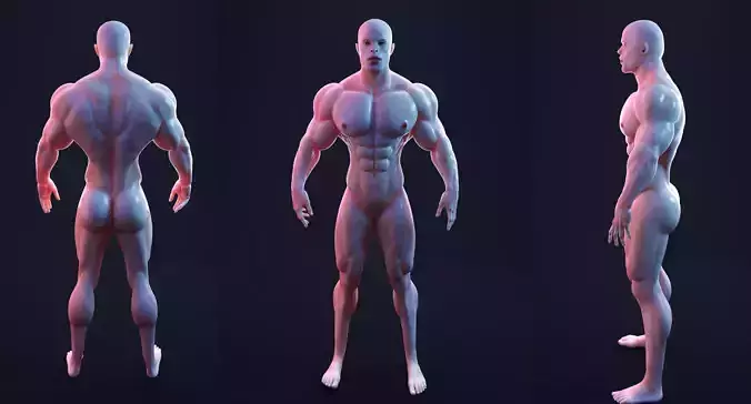 Male  Bodybuilder 3D models  
