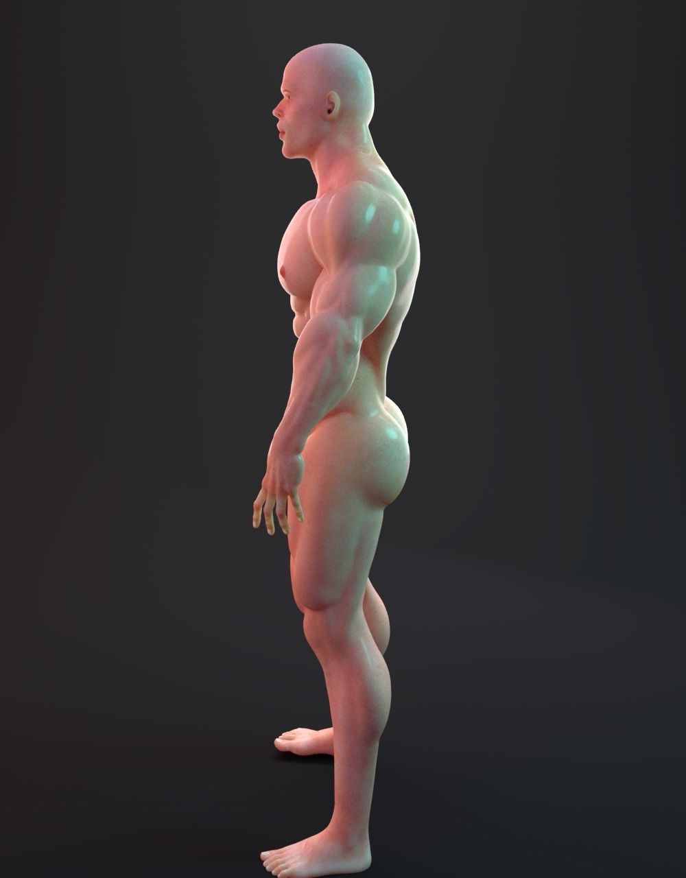 Male Bodybuilder 3D models 3D model_3