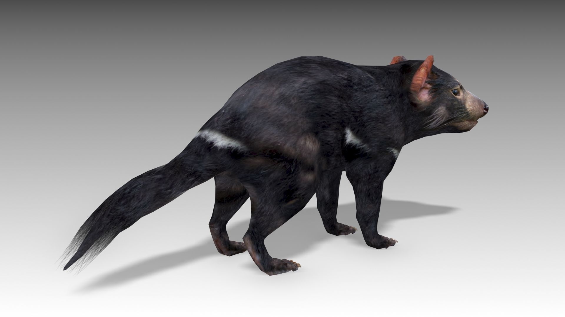 Tasmanian Devil Low-poly 3D model_3