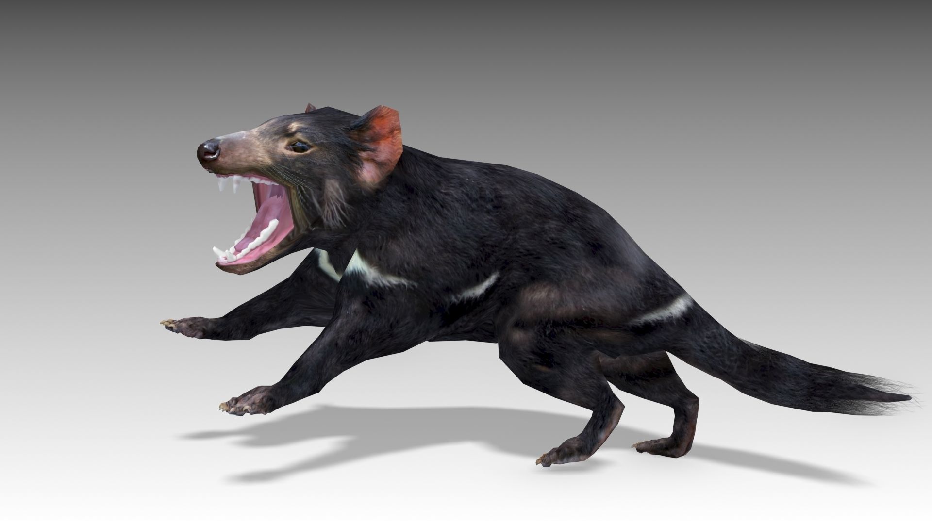 Tasmanian Devil Low-poly 3D model_5