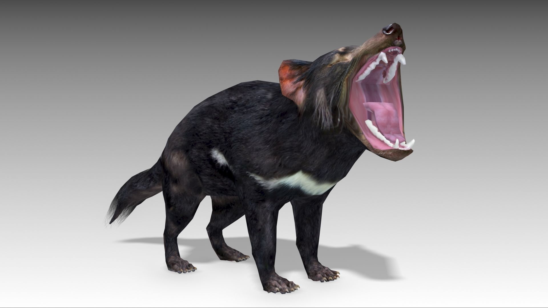 Tasmanian Devil Low-poly 3D model_8