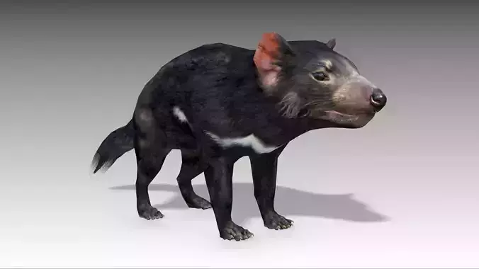 Tasmanian Devil Low-poly 3D model Tasmanian Devil Low-poly 3D model