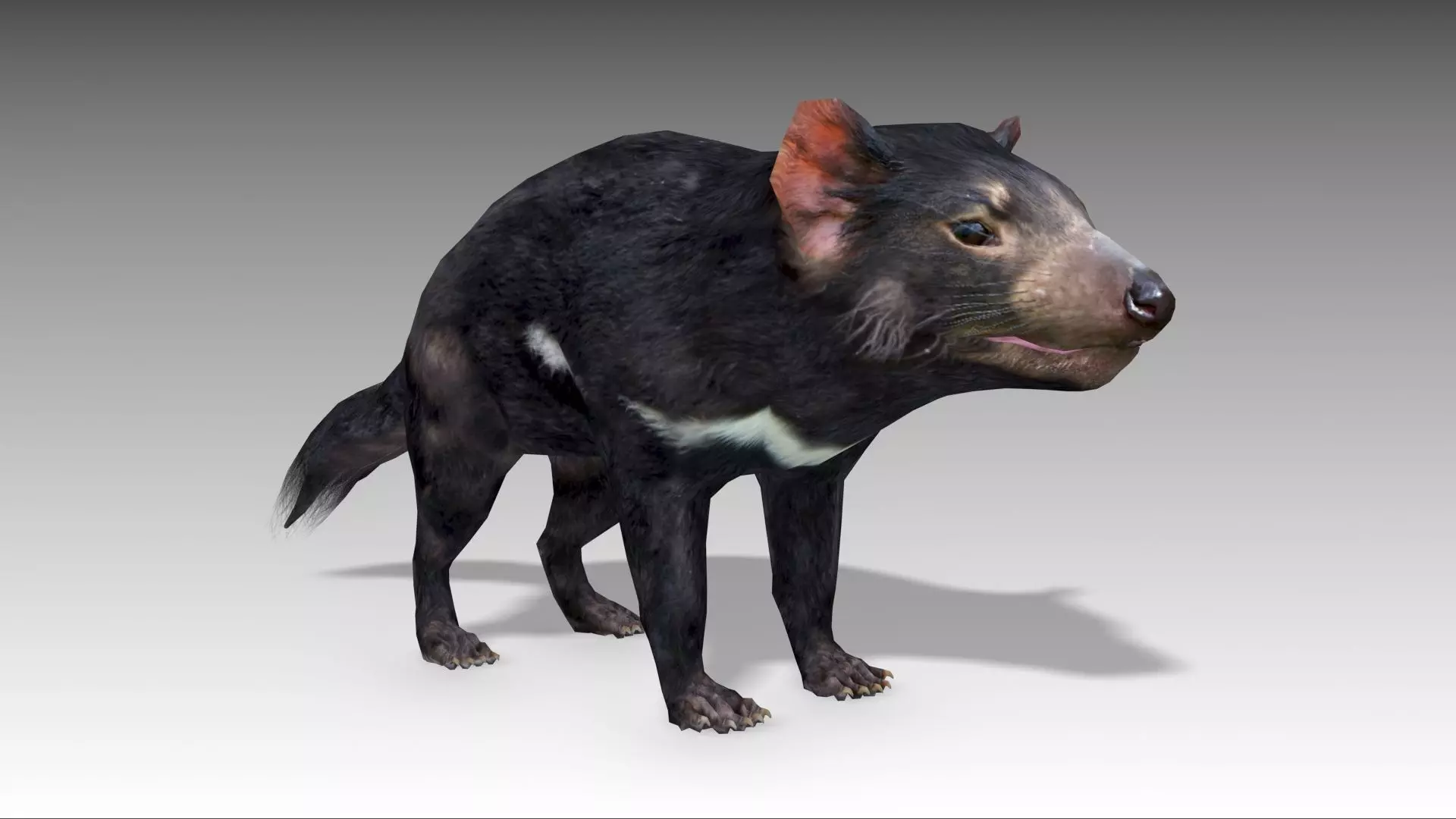 Tasmanian Devil Low-poly 3D model_0