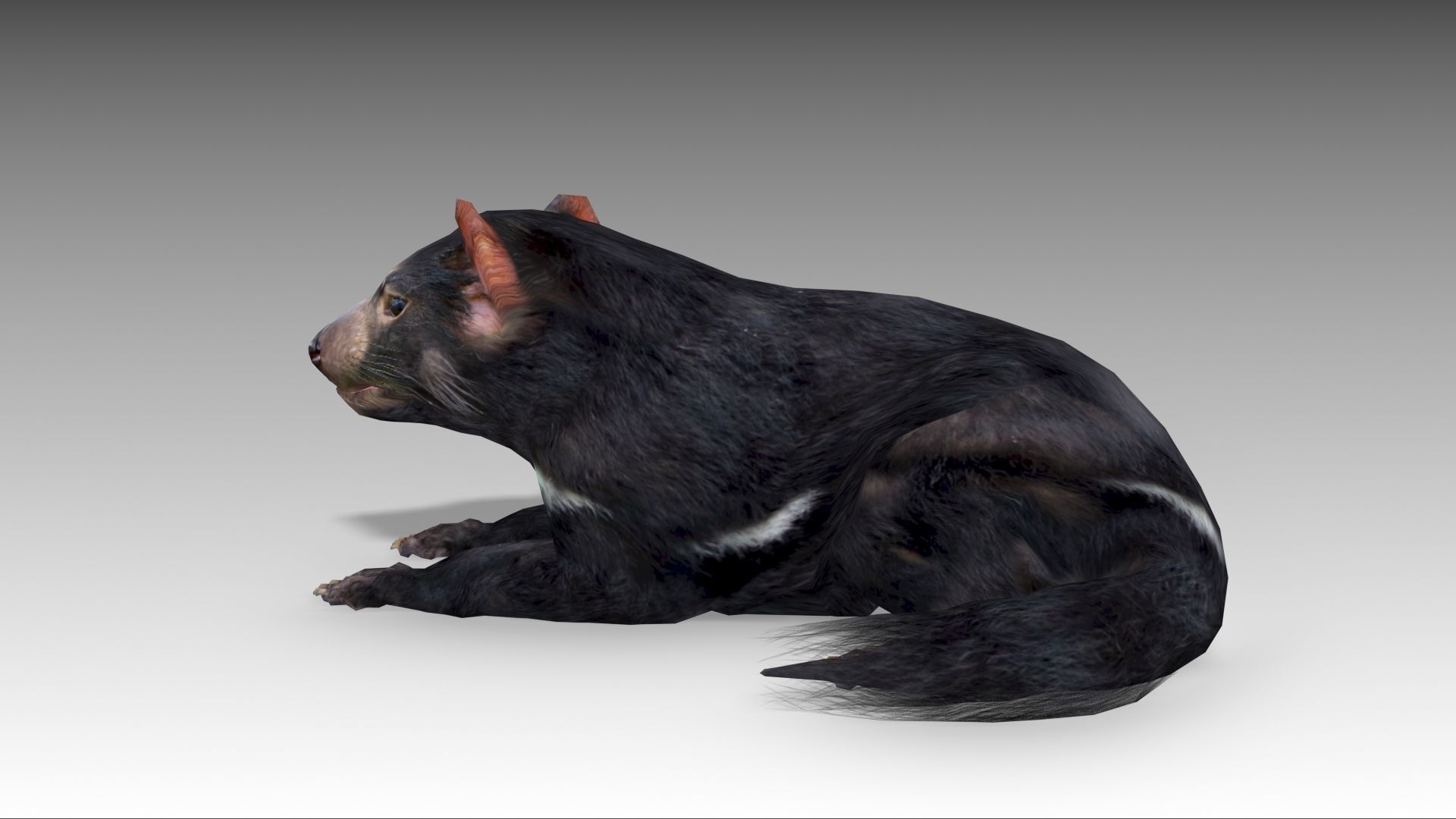 Tasmanian Devil Low-poly 3D model_10