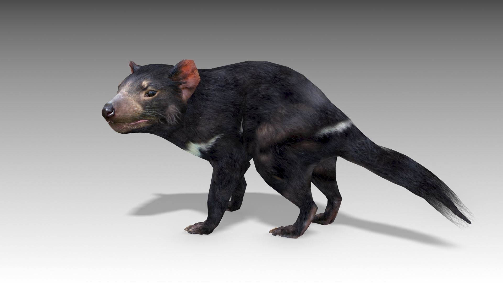 Tasmanian Devil Low-poly 3D model_4