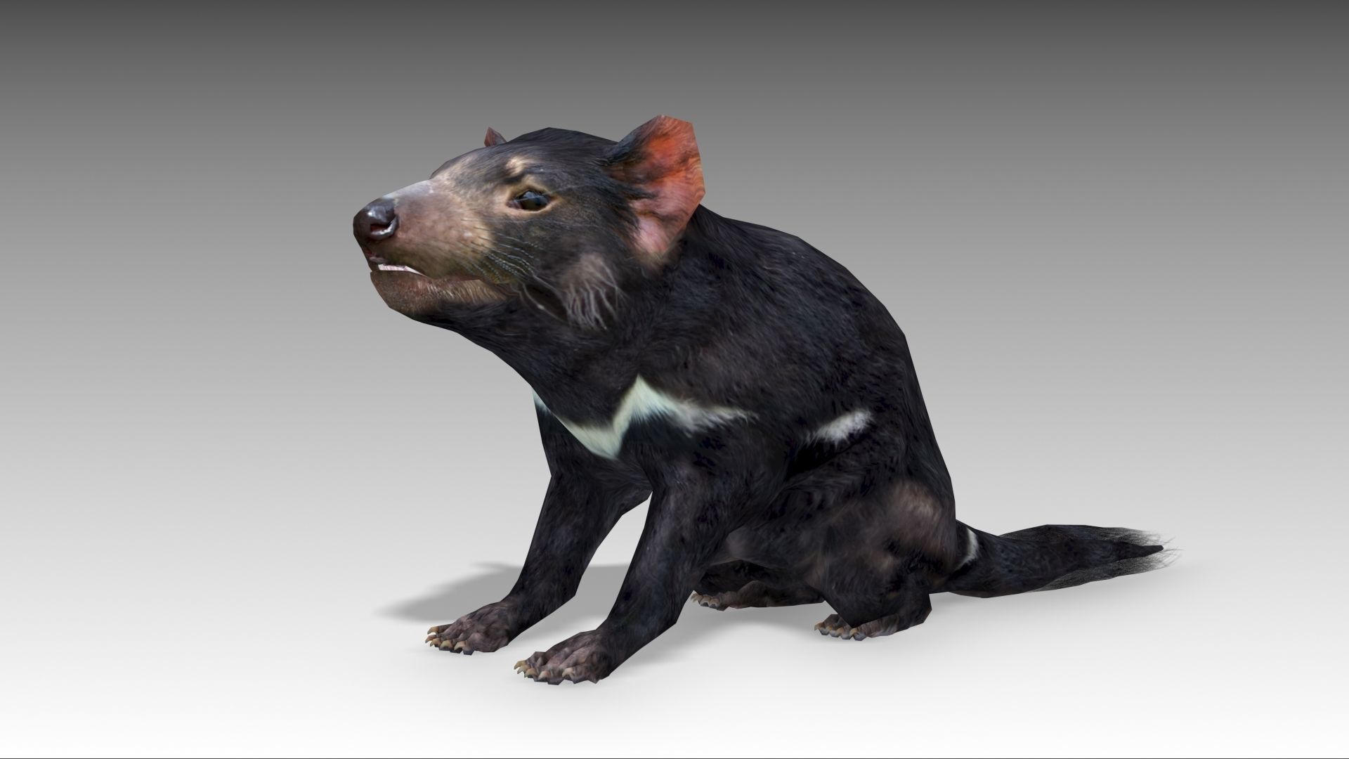 Tasmanian Devil Low-poly 3D model_9