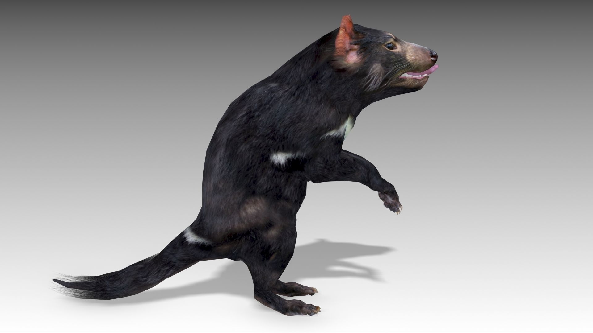 Tasmanian Devil Low-poly 3D model_7