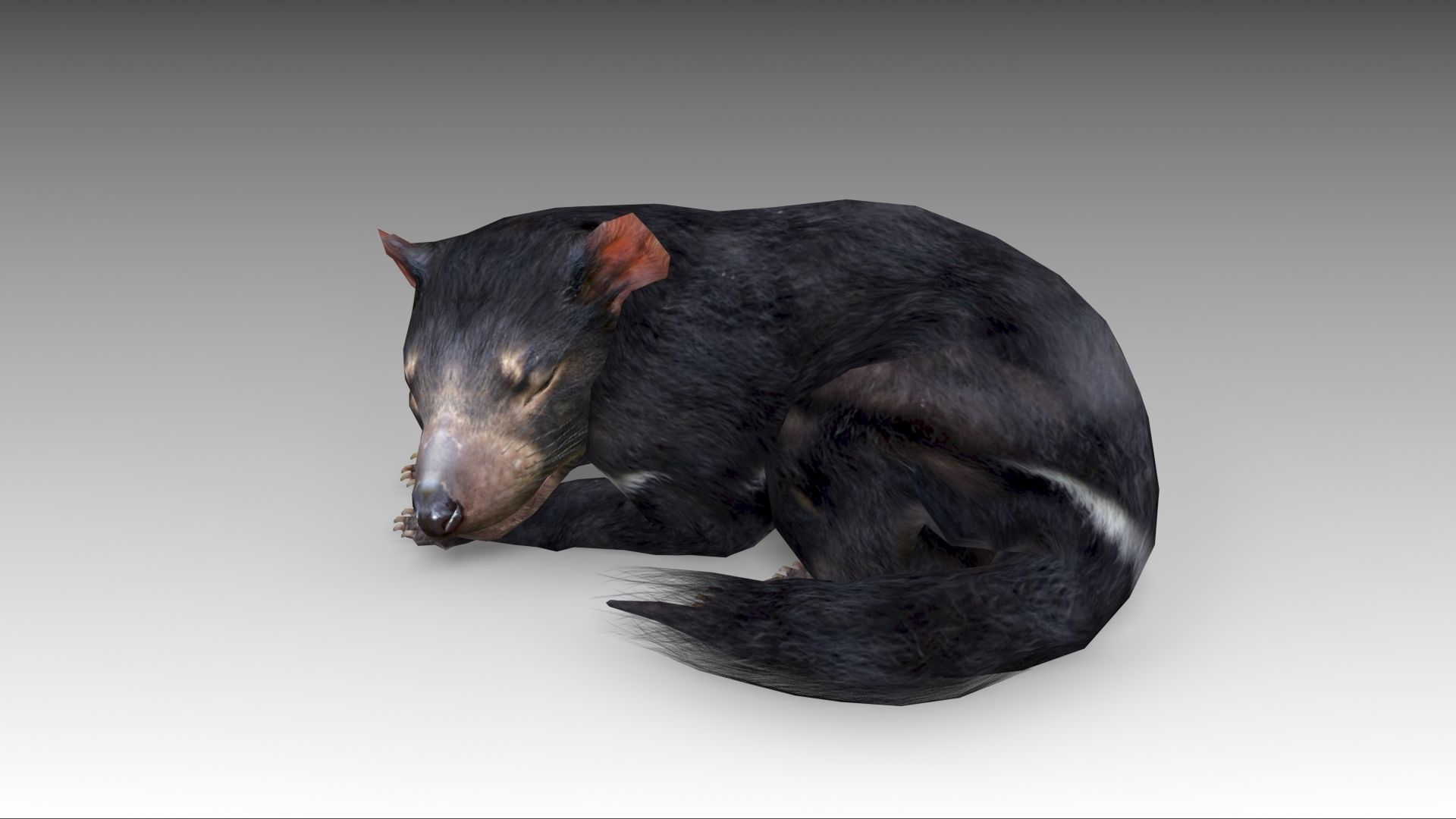 Tasmanian Devil Low-poly 3D model_11