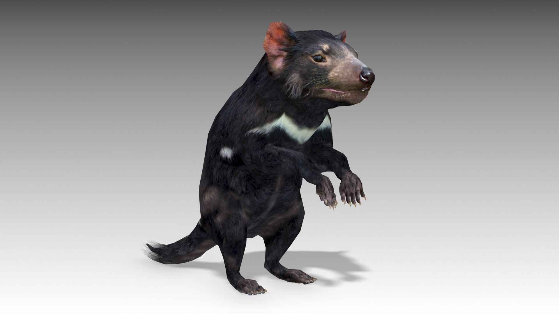 Tasmanian Devil Low-poly 3D model_6