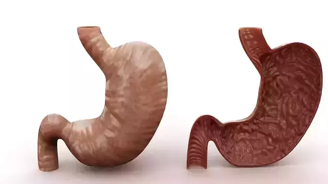  Stomach and Stomach Section