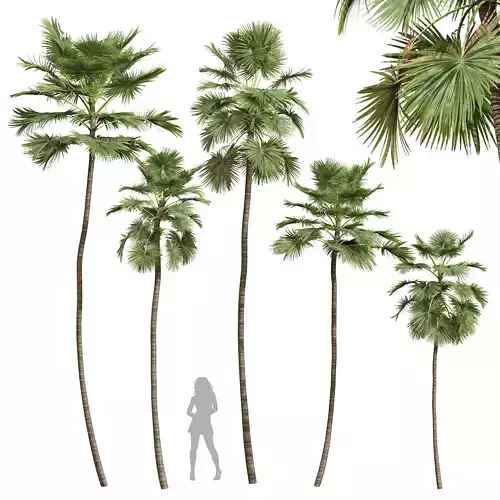 New Plant High detail Saribus Rotundifolius 3D model