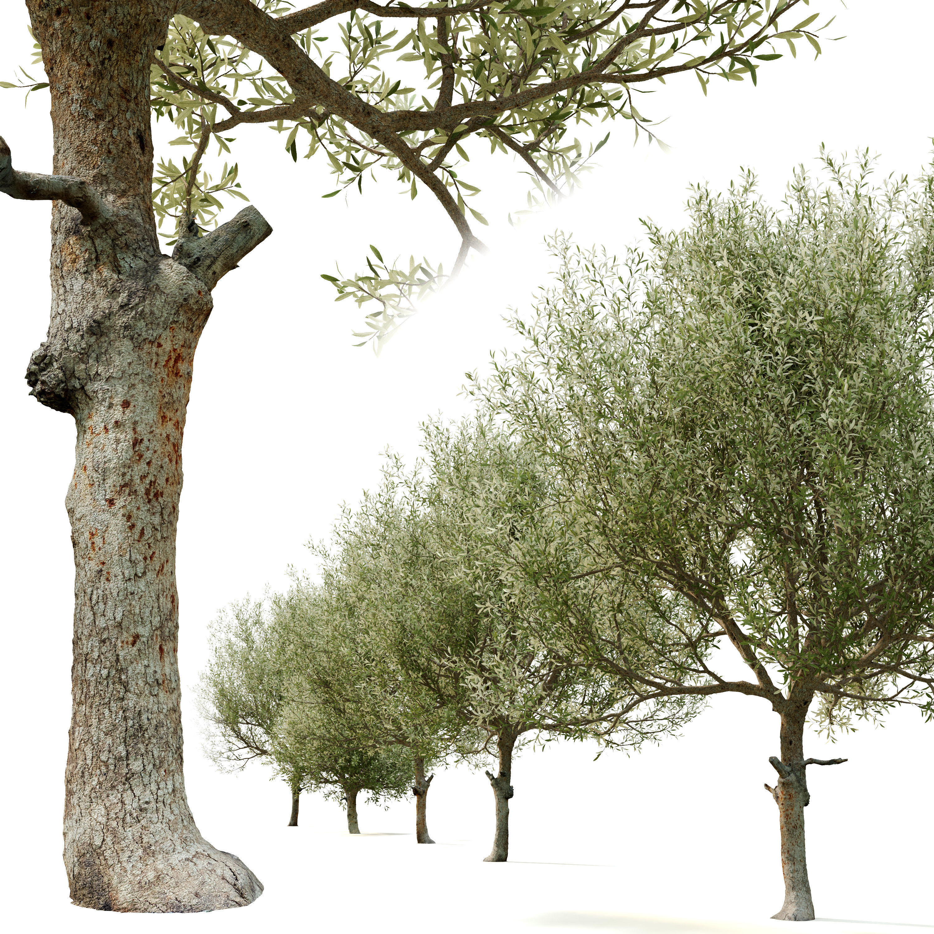 Olive tree 03 3D model_1