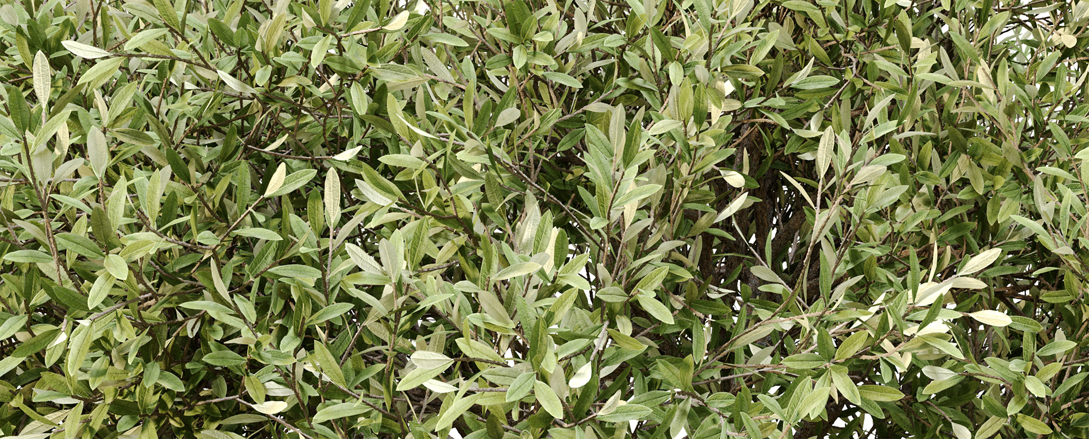 Olive tree 03 3D model_3