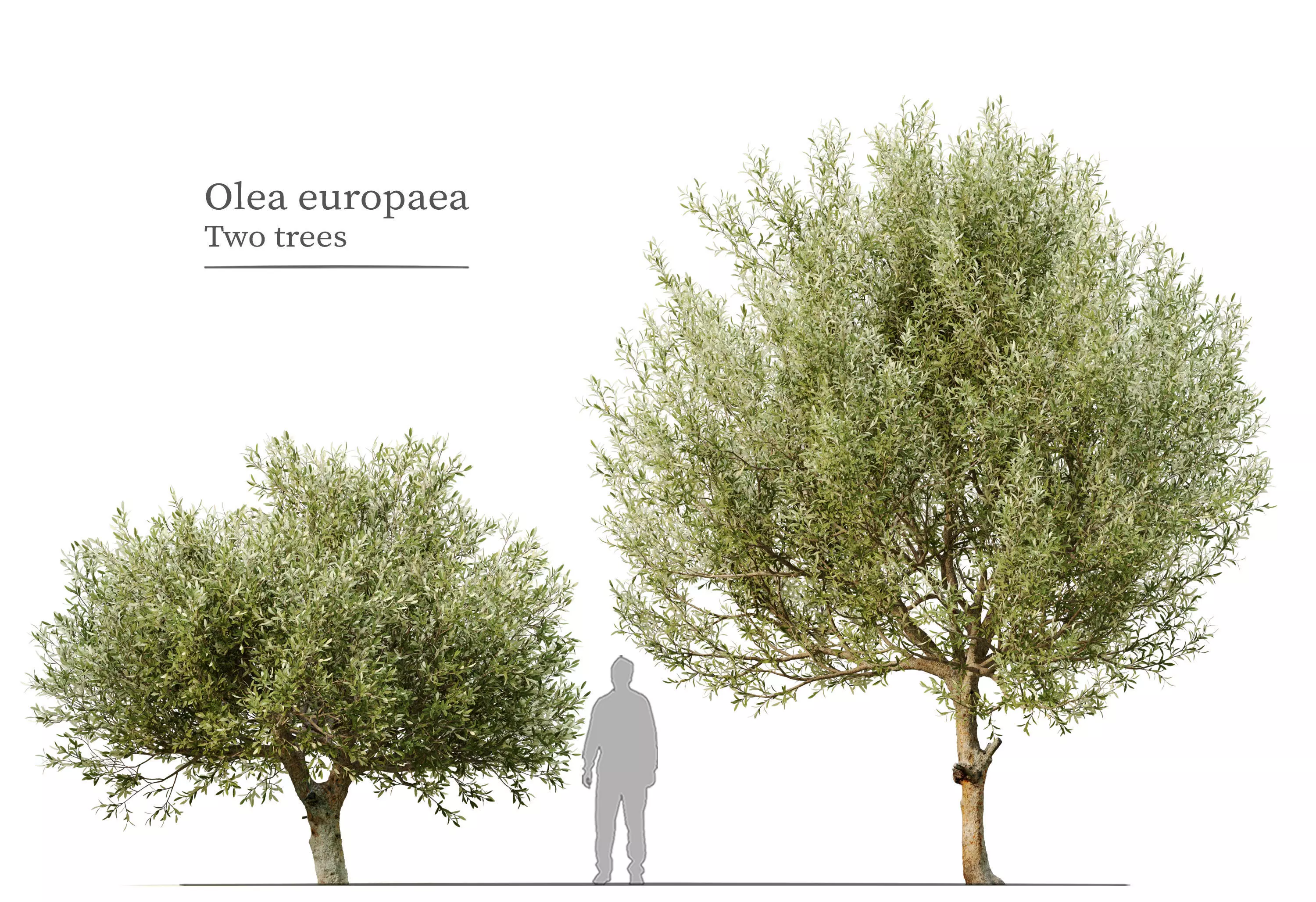 Olive tree 03 3D model_0
