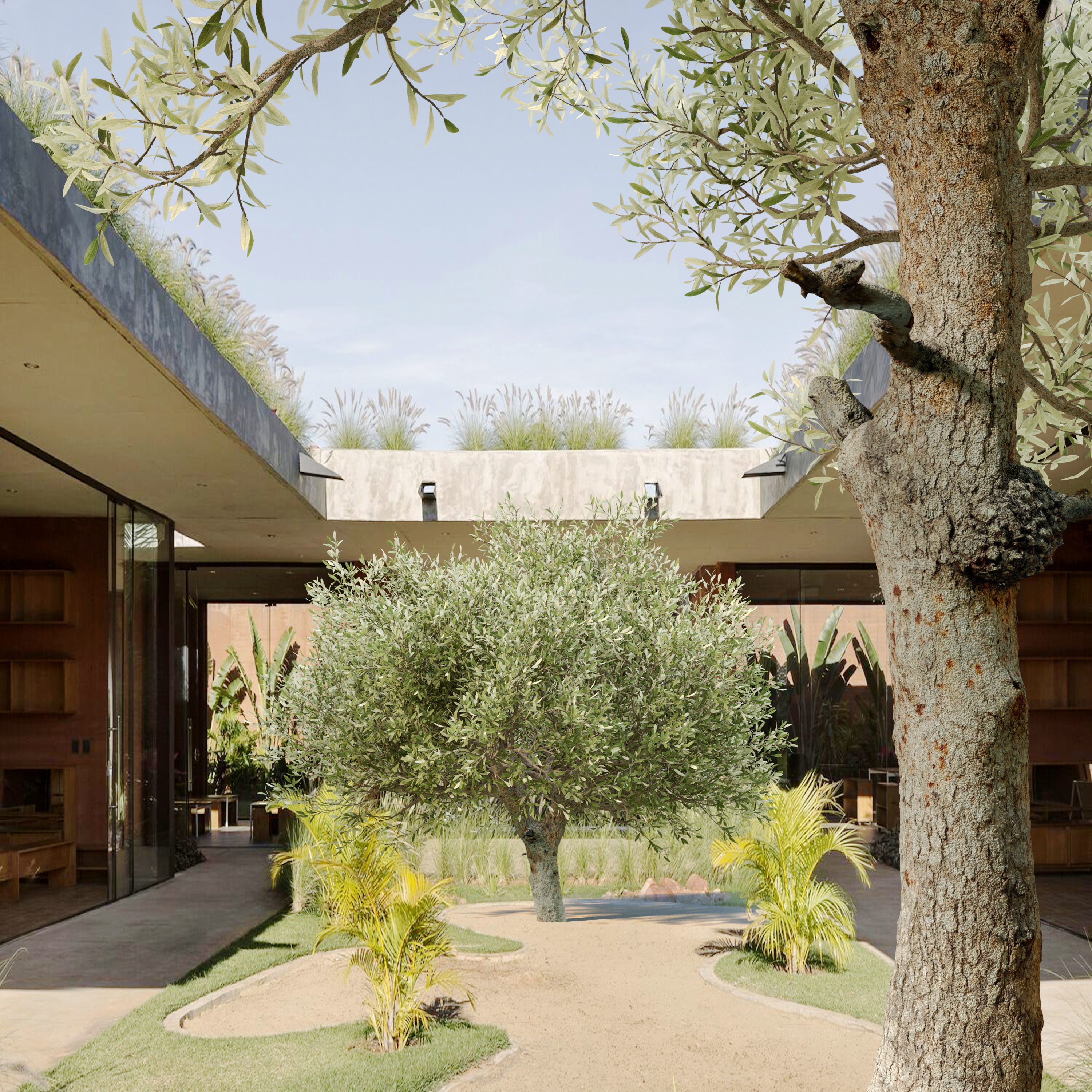 Olive tree 03 3D model_2