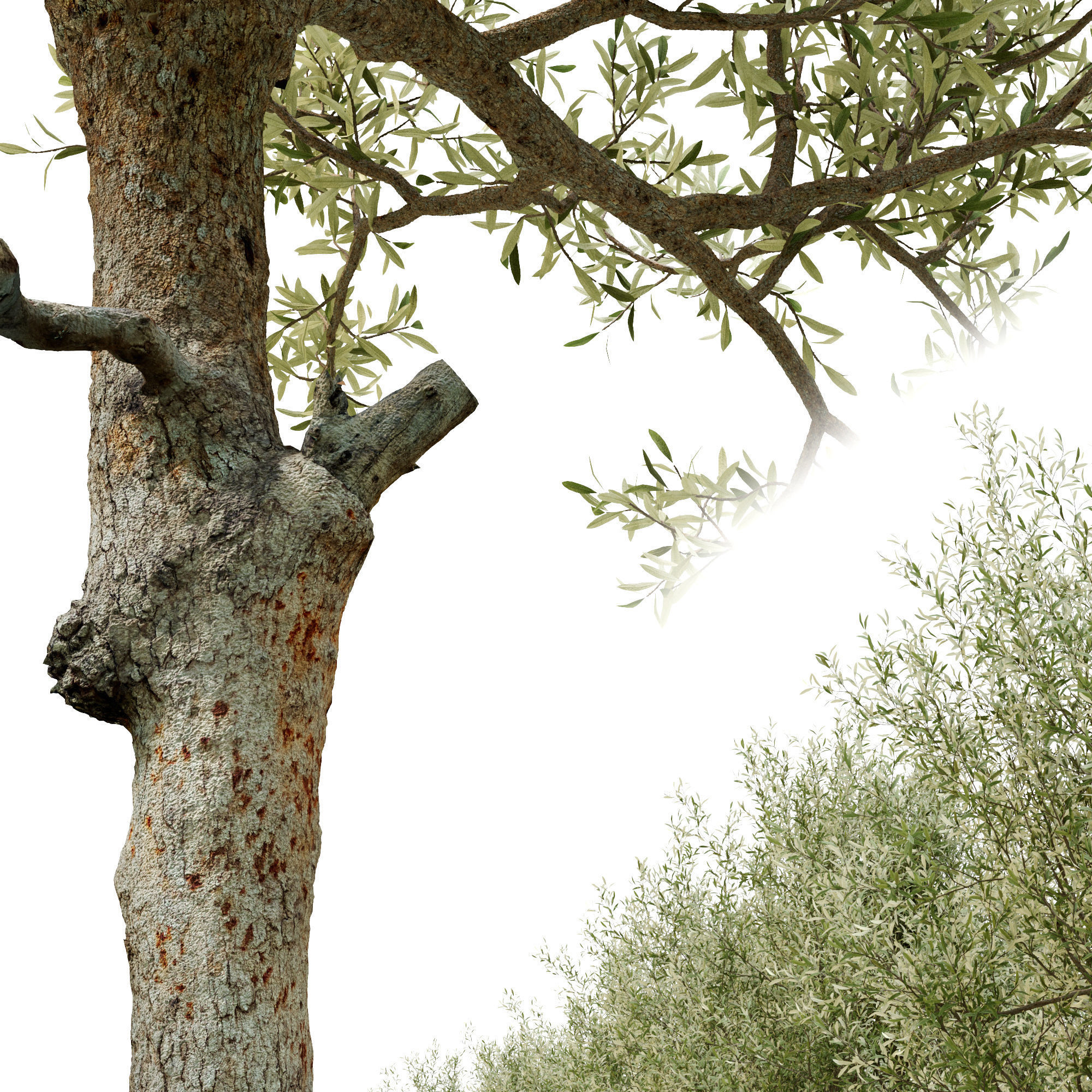 Olive tree 03 3D model_4