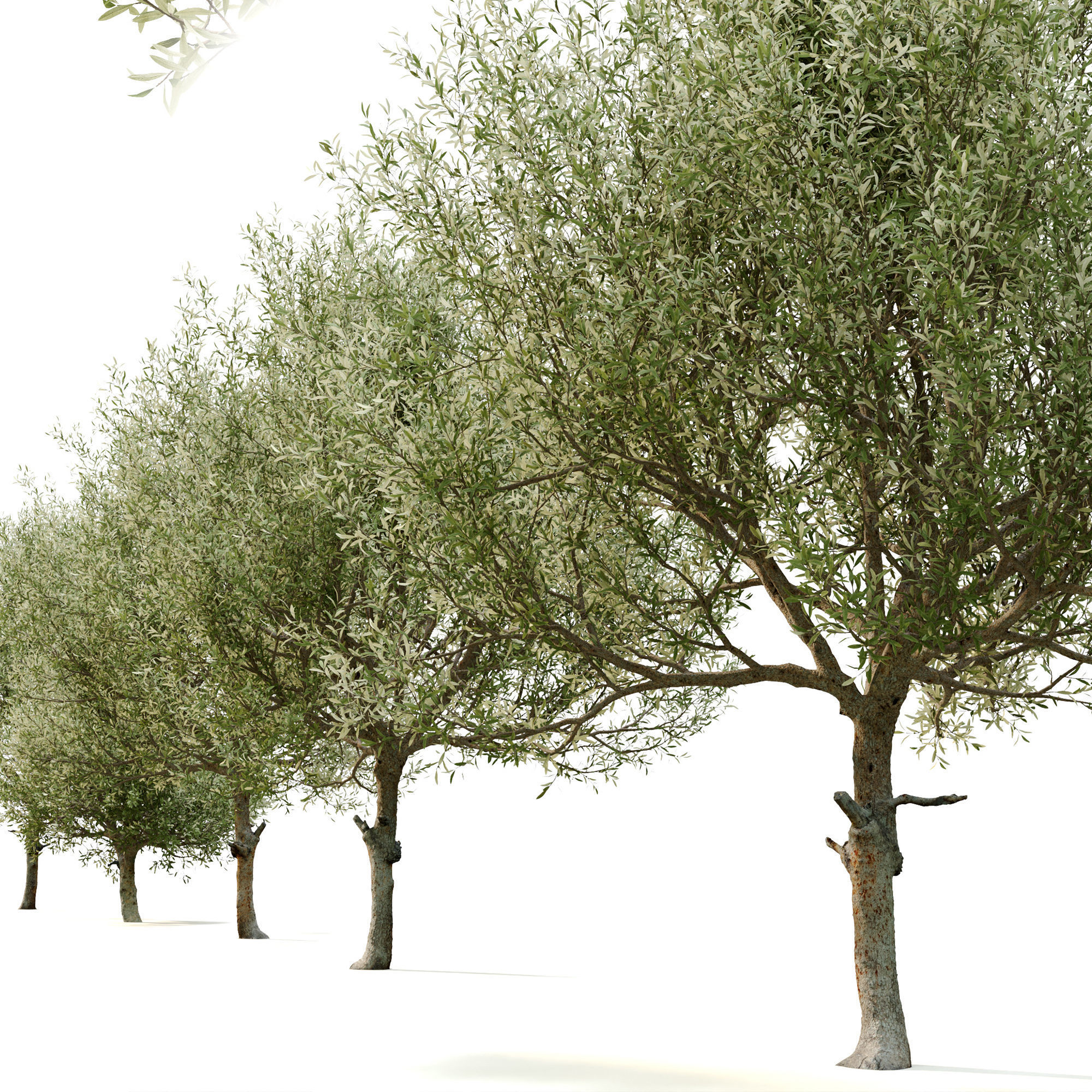 Olive tree 03 3D model_5