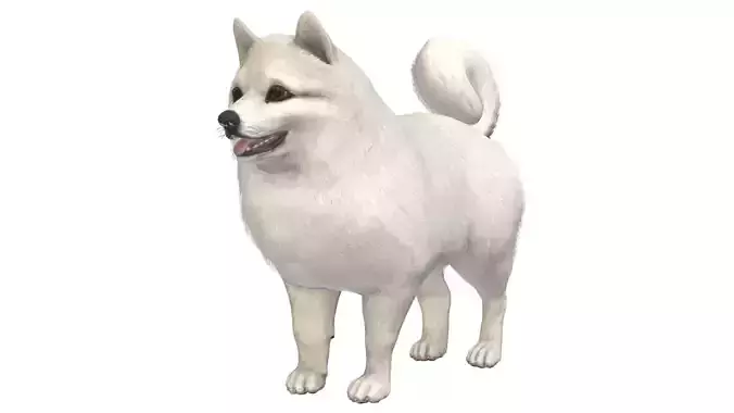 Dog - Pomeranian Spitz Low-poly 3D model