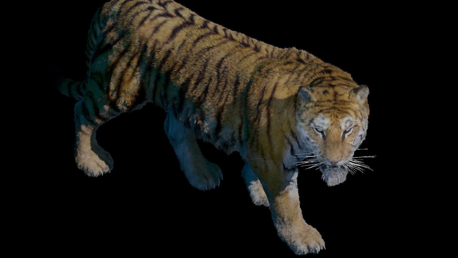 Realistic Tiger Rigged and Animated model- Blender 3D model_17