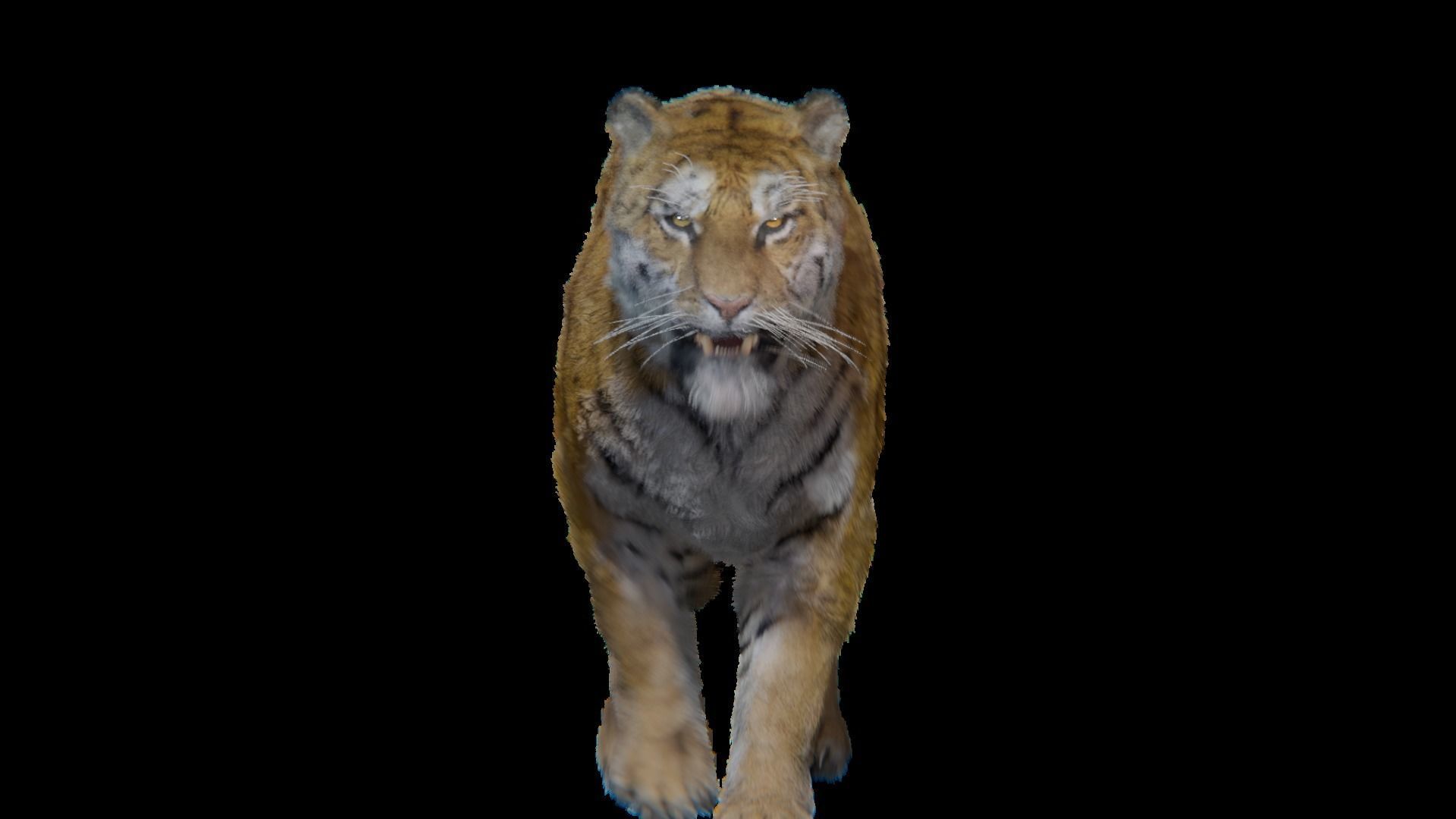 Realistic Tiger Rigged and Animated model- Blender 3D model_12
