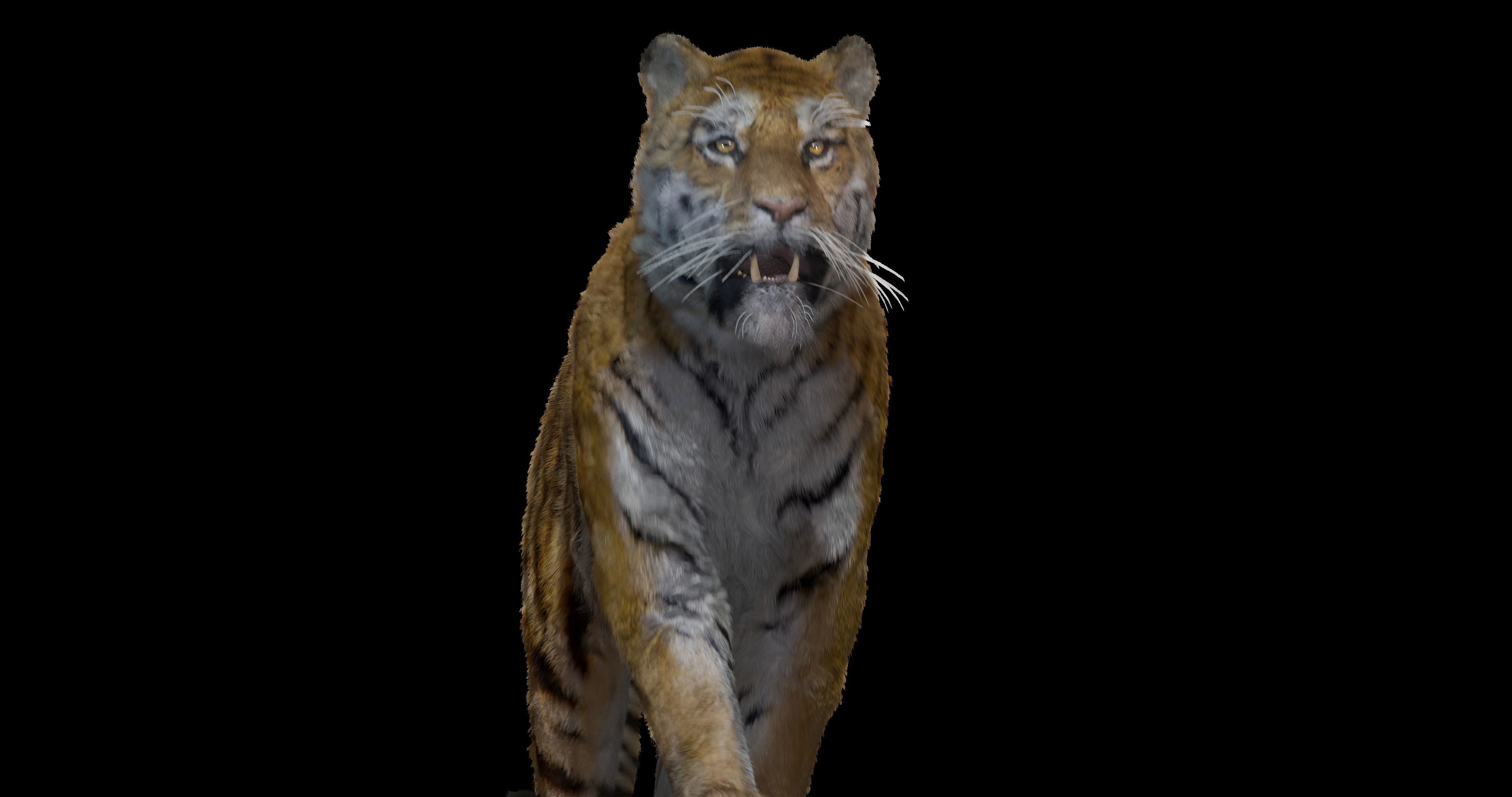 Realistic Tiger Rigged and Animated model- Blender 3D model_8