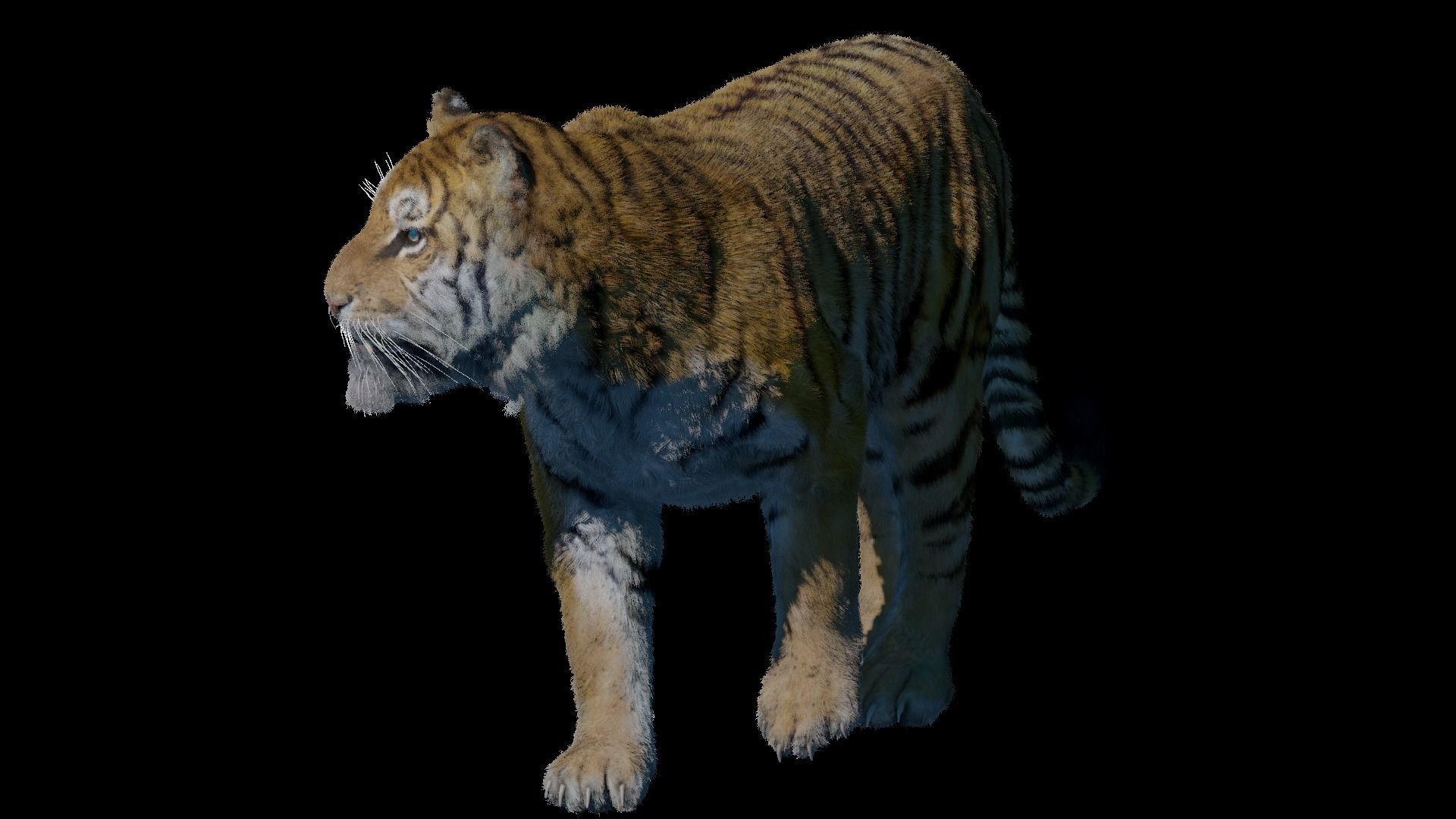 Realistic Tiger Rigged and Animated model- Blender 3D model_16
