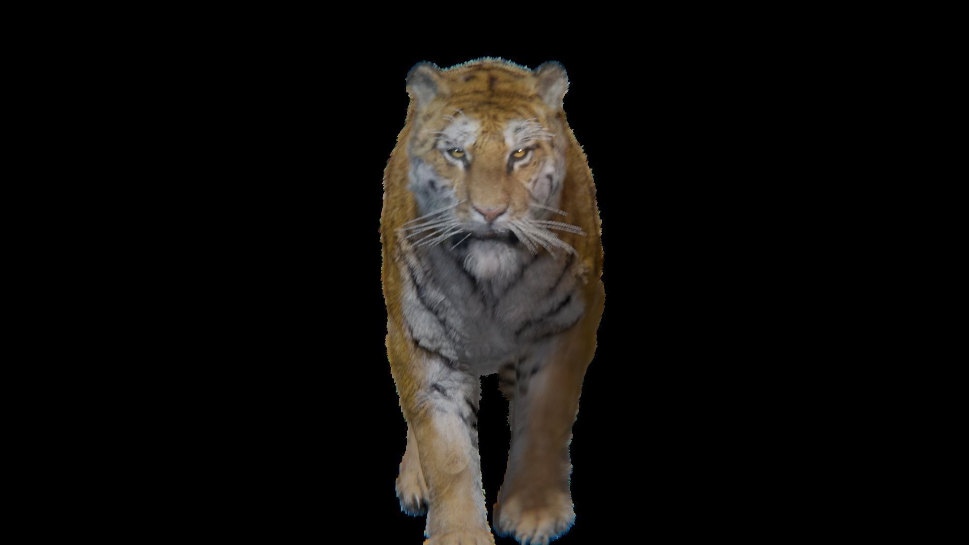Realistic Tiger Rigged and Animated model- Blender 3D model_13