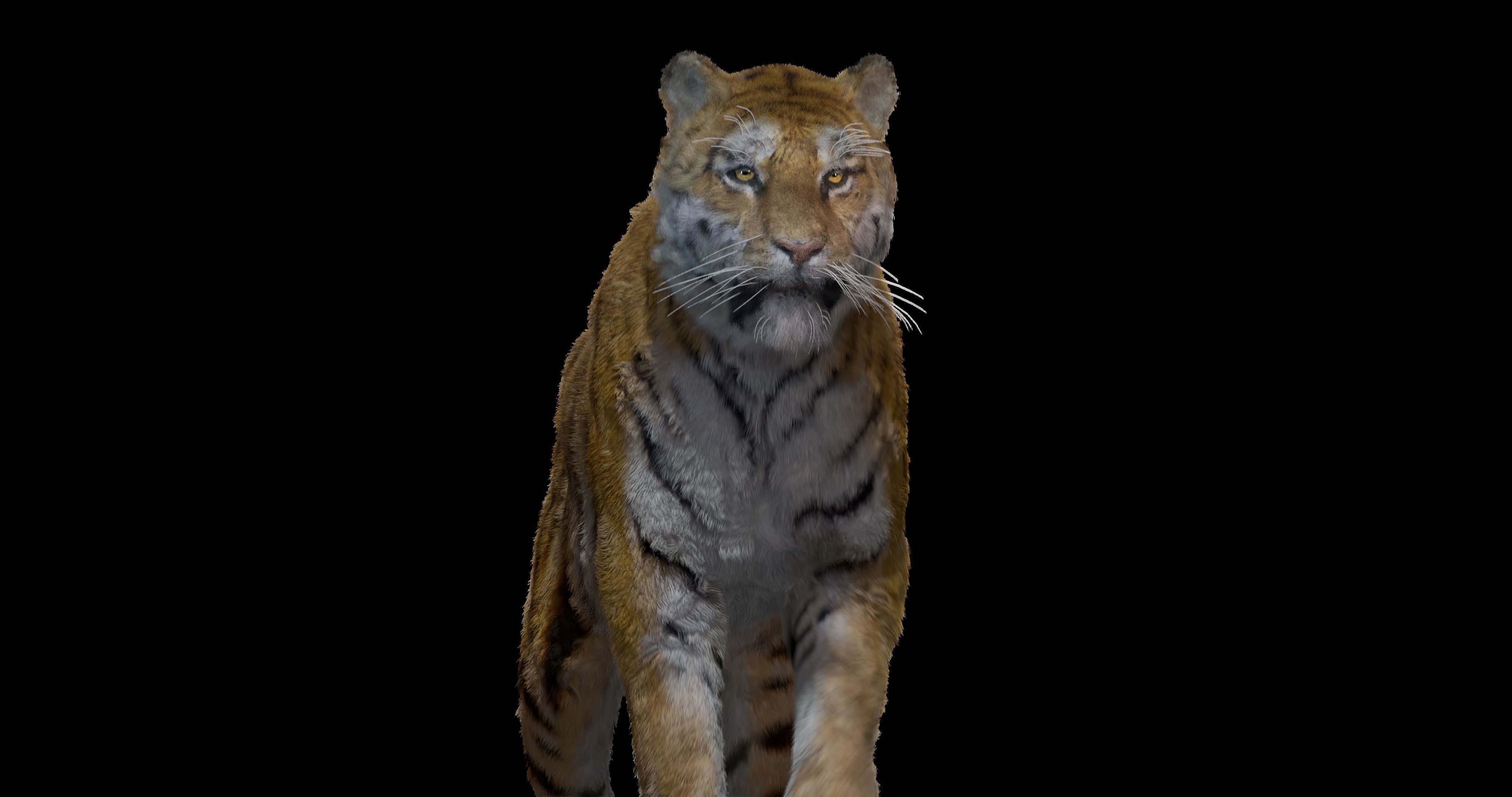 Realistic Tiger Rigged and Animated model- Blender 3D model_15