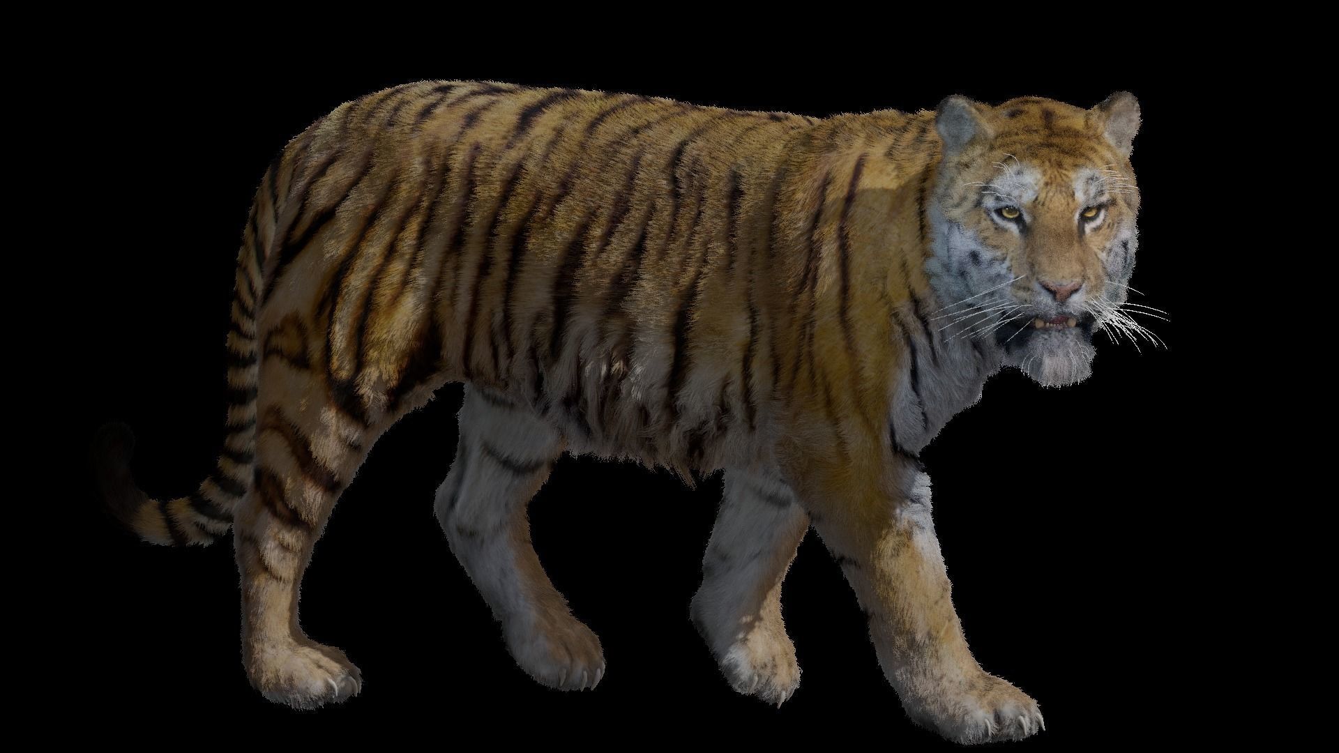 Realistic Tiger Rigged and Animated model- Blender 3D model_14
