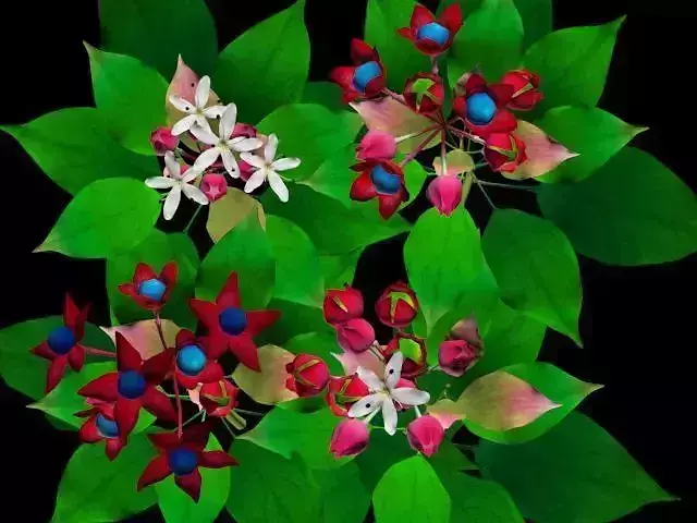 Flower Clerodendrum Trichotomum