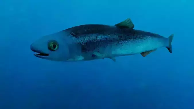 Realistic Anchovy sockeye salmon plush toy Low-poly 3D model