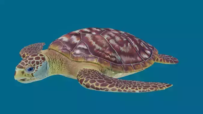 Sea turtle