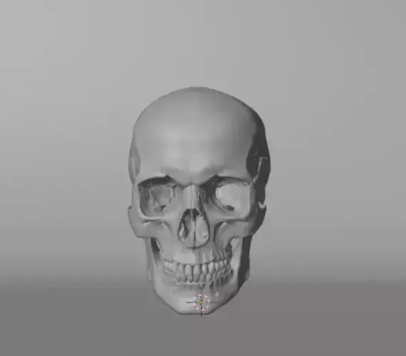 Skull human 3D model
