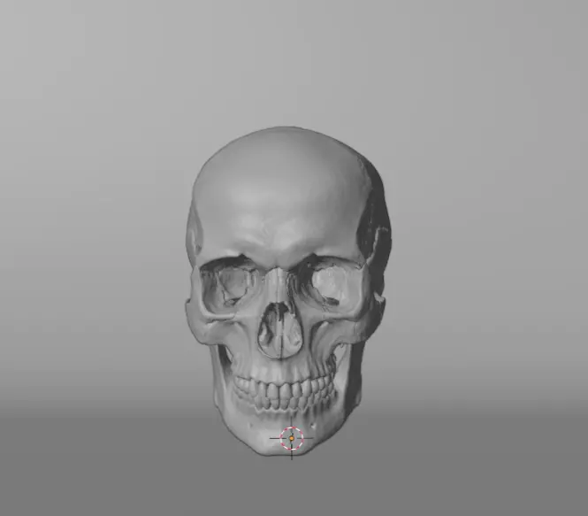 Skull human 3D model