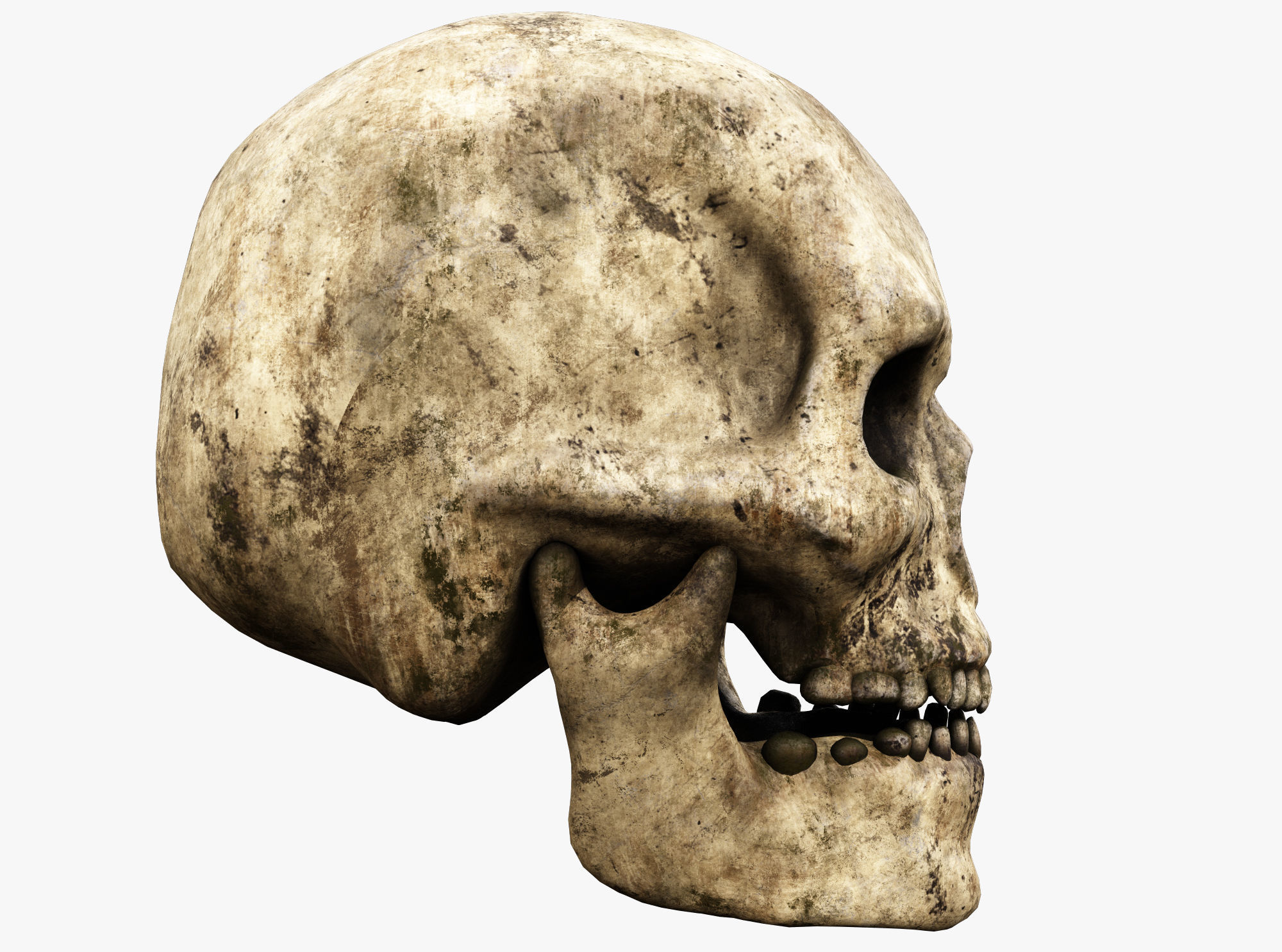 Human skull Low-poly 3D model_3