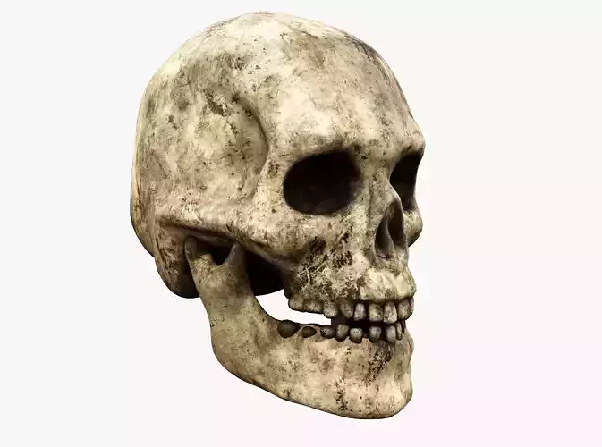 Human skull