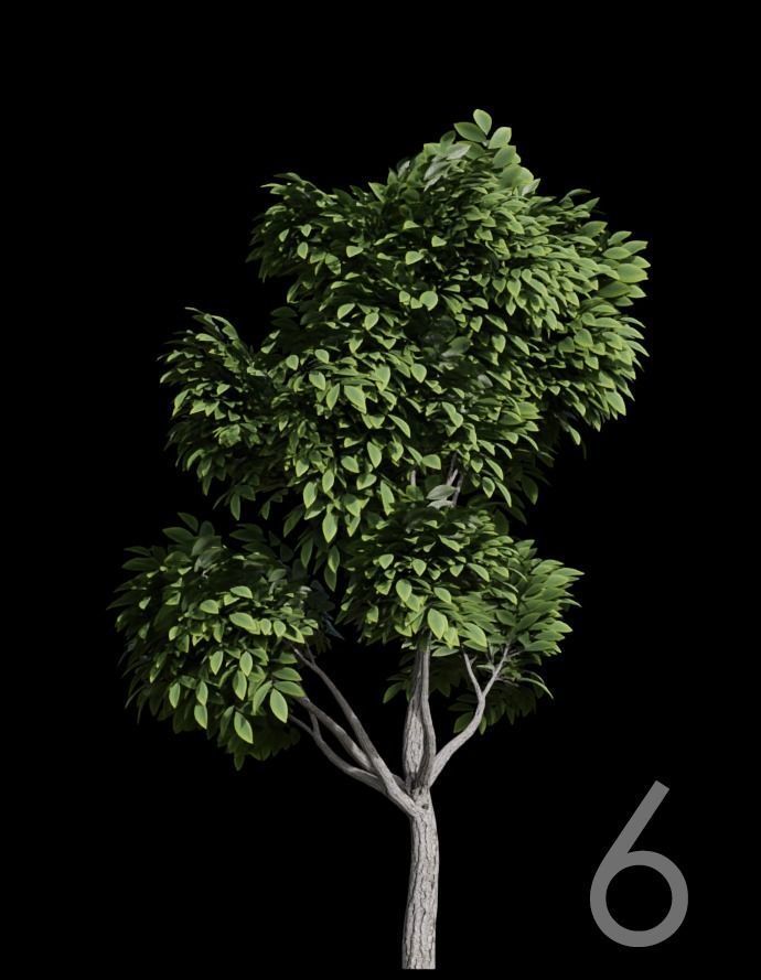 Tree Stylized 15 variations 3D model_5