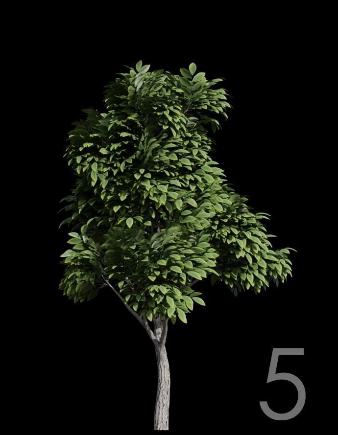 Tree Stylized 15 variations 3D model_4
